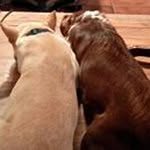 Robin Venable McNabb - @texasrob1 - Instagram