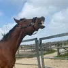 Robin || Draver x Welsh - @robin.draverxwelsh - TikTok