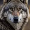 Robin Westbrook - @robinwestbrook35 - TikTok
