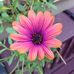 Robin Westcott - Facebook