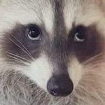 Robin Wiggins - @robinwigginszs - Instagram