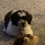 Robin Wildman Hormann - @winnietheshihpoo1 - Instagram