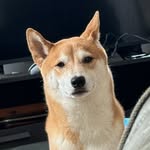 Robin Winchester 🐕🐾🦴 - @robin_theshiba - Instagram