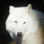 Robin - @robin_windhorst - Instagram
