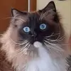 Noodle Robin Yoder - @noodle.robin.yode - TikTok