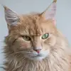 robinsonzweigi4a1 - @robinsonzweigi4a1 - TikTok
