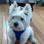 Robbie - @rob_roy_mcgregor_westie - Instagram
