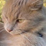 Robyn Bingham - @danish_the_cat - Instagram