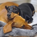 Robyn and Bryan - @r_and_b_sausages - Instagram