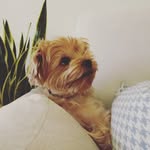 Robyn - @_robynchu - Instagram