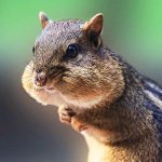 Robyn_Copeland - @these_cute_pets - Instagram
