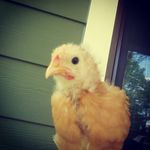 robin crouch - @robin._.bird - Instagram