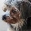 Robyn Cummings - @robyn.cummings - TikTok