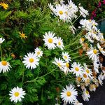 Robyn Dawson - @guidgrief - Instagram
