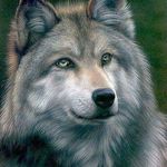 Robyn Dunbar - @wolftfox - Instagram
