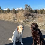 Robyn Fields - @labsmaverickandgoose - Instagram