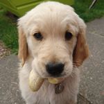 robyn fraser - @highland_magpie - Instagram