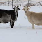Robyn Gamble - @ruggedrangegoatranch - Instagram
