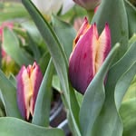 Robyn - @robyngardens4peace - Instagram