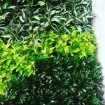 robyngardens - @robyngardens - Instagram