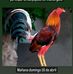 Robyn Gonzalez - Facebook