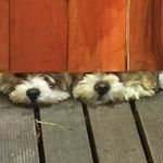 Robyn Guest - @robjoy60 - Instagram