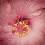 robin hanks - @opichi - Instagram