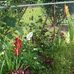 Robin Harp - Facebook