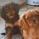 Robyn Hobbs - @chester_and_the_divine_miss_m - Instagram