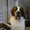 Robin Holder - @dog33groomer - TikTok