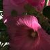 Robyn Kirkman - Facebook