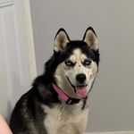 Heidi Robyn Lake - @heidi_the_rescue_husky22 - Instagram