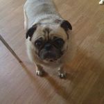 Robyn Lowe - @vivienpug - Instagram