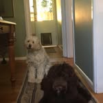 Robyn March - @rob.and.her.dogs - Instagram