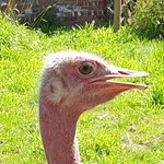 Robin Marchant - @borrism21 - Instagram