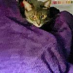 Robyn Lee Markow - @meoandleo2 - Instagram