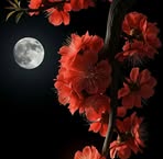 Mar Robin - Facebook