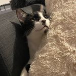 Robyn Mayo-Ward - @cutegatos_kittens_ - Instagram