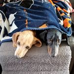 robyn Mccarty - @mccarty4661 - Instagram