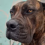 Robin McClure - @merriterrier - Instagram