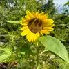 Robin Mcclure - @robin.mcclure4 - TikTok
