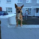 Robynmcdonnell - @robynmcdonnell6 - Instagram