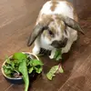 Robyn - @robyn.mcdowell1 - TikTok
