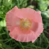Robin McFadden Norton - @robin.mcfadden.no - TikTok