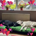 Robyn McIntosh - @bobsmac40 - Instagram