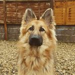 Robyn McKee-Robertson - @robyn_the_gsd - Instagram