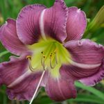 Robyn McKinney - @mygardentoday - Instagram