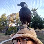 Robyn Mclean - @the_rustic_robin_homestead - Instagram