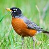 Robin Miner - @robinthebird69 - TikTok