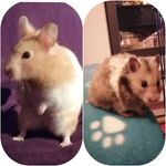 Robin Moffat - @robins_hamsters - Instagram